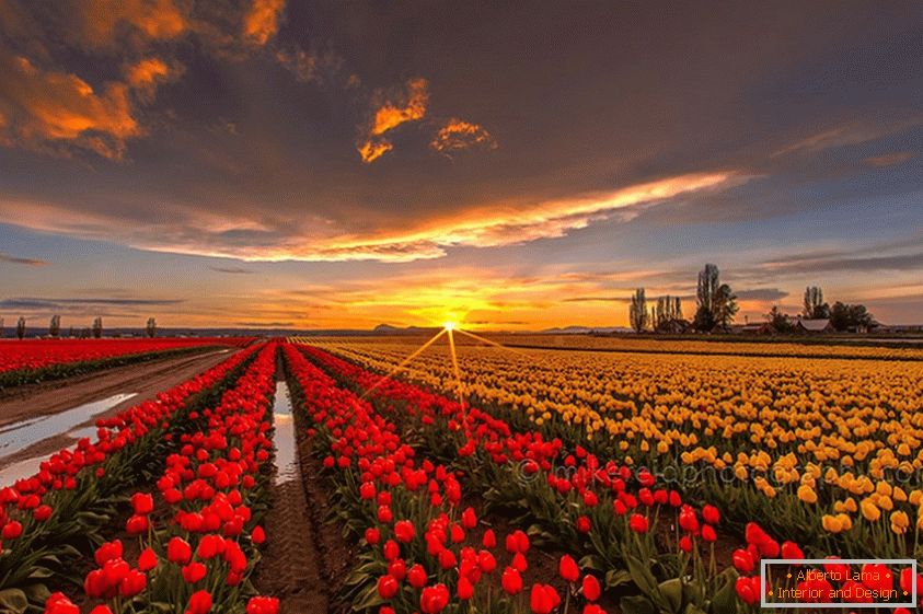 Tulipenska polja