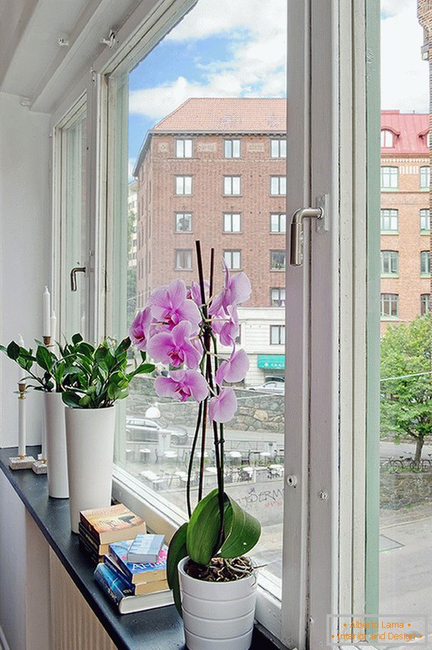 Rože na okenski polici