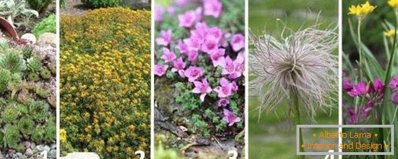 Najboljše rastline za alpsko slide - fotografije in imena