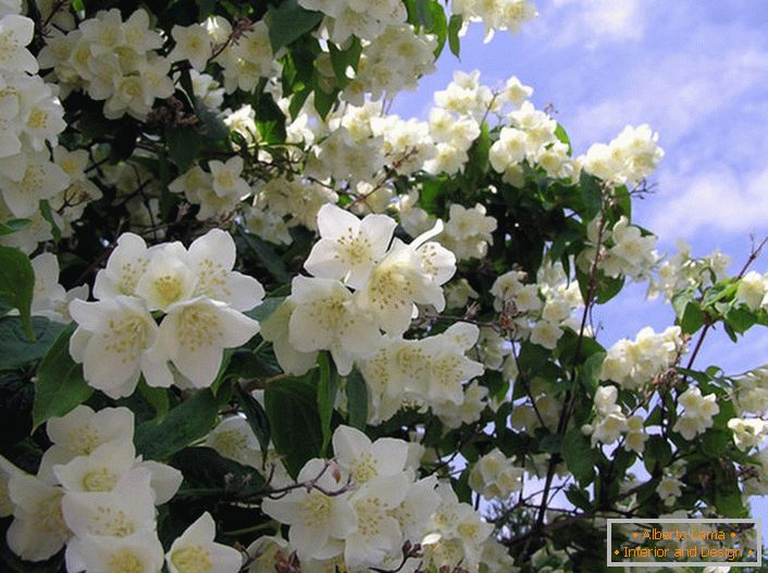 Jasmin je grm iz družine oljk z belimi zvezdnimi cvetovi. Domovina jasmina se šteje za Arabijo in Vzhodno Indijo.