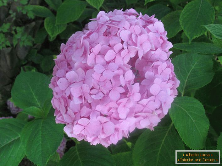 Velikonočna hortenza je mehka roza.