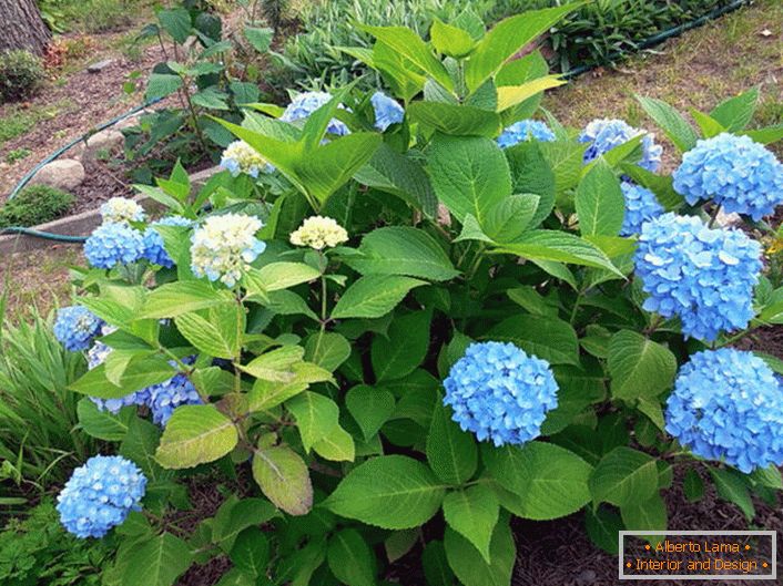 Hydrangea velikonočna Bloom Star z modrimi cvetovi.