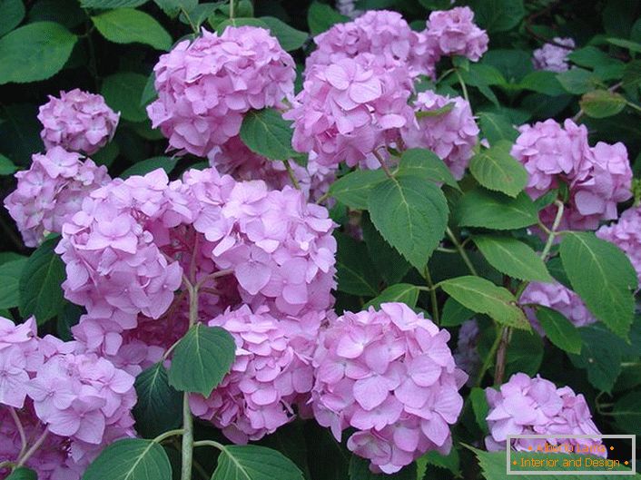Bledo vijolično cvetje iz hortenzije je veliko listov, ki okrasijo vsak vrt.