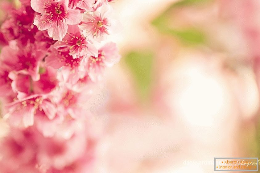 Barvita fotografija rožnatih cvetov