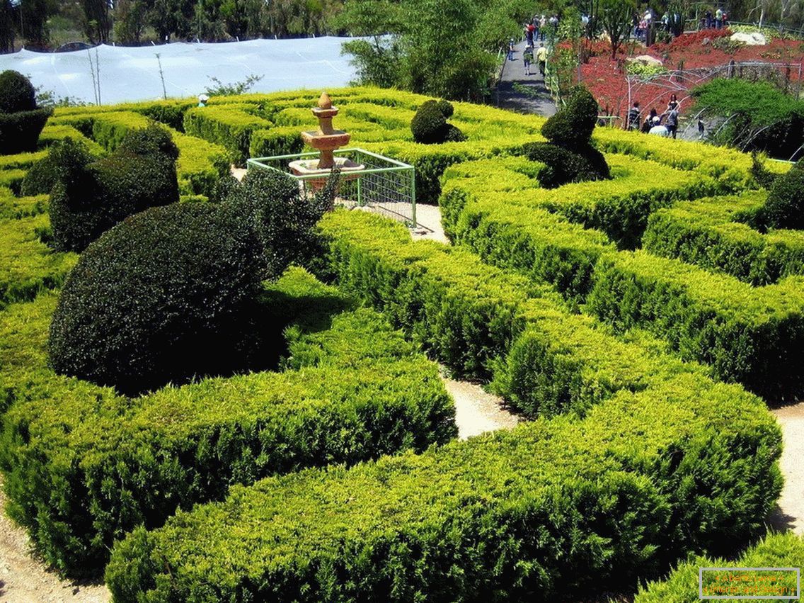 Labirinti iz grmovja