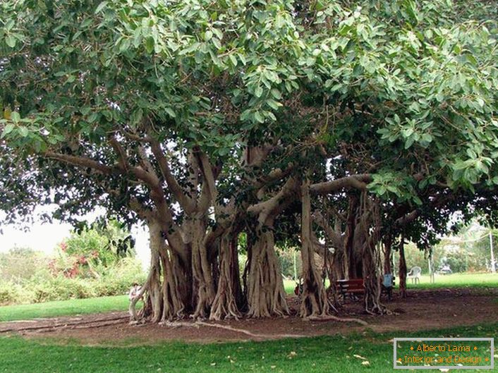 Bengalski fikus je drevo iz družine Tutov, raste v toplejših državah Indije, Tajske, Šrilanke, Bangladeša. V ugodnih pogojih, ali človeku, Bengali ficus doseže ogromne dimenzije zaradi povodnih korenin zraka iz vodoravnih debla drevesa. Korenine gredo navzdol in če ne vrenje korenine, ki drevo razširiti v širino. Obseg krošnje takega drevesa lahko doseže 600 metrov.