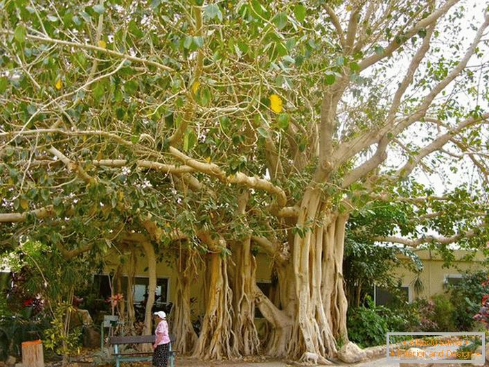 Na Tajskem se ficus šteje za sveto drevo in kot simbol je prikazan na rokah države.