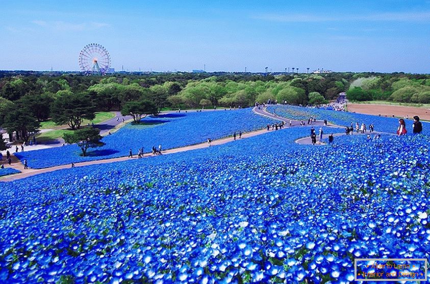 Čudovito cvetlično polje v japonskem parku