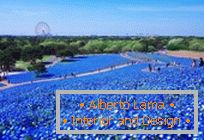 Hypnotic modro polje v parku Hitachi-Seaside, Japonska