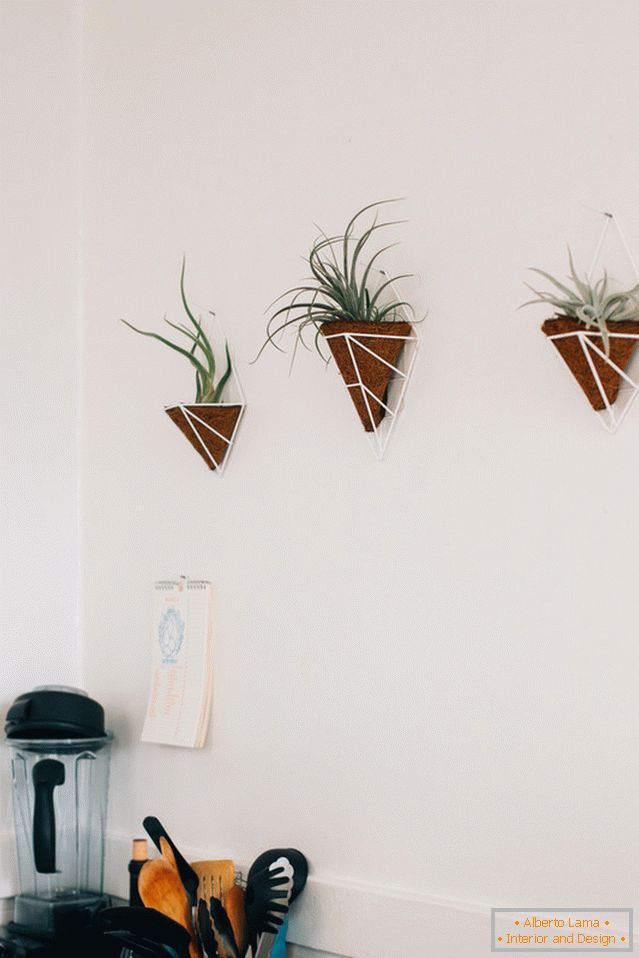 Rastline na steni