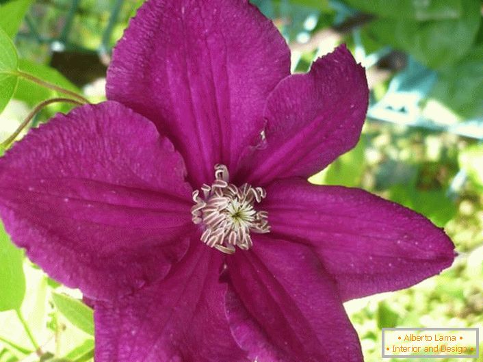 Clematis Ernest Marhamms.