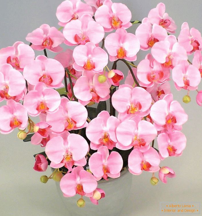 Roza orhideja