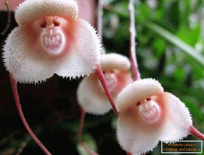 Orhideje z obale Amazonke