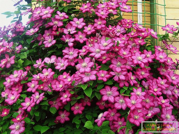 Clematis svetlo rožnate barve okrasi kotiček vile. Najljubši cvet modernih poletnih prebivalcev. 