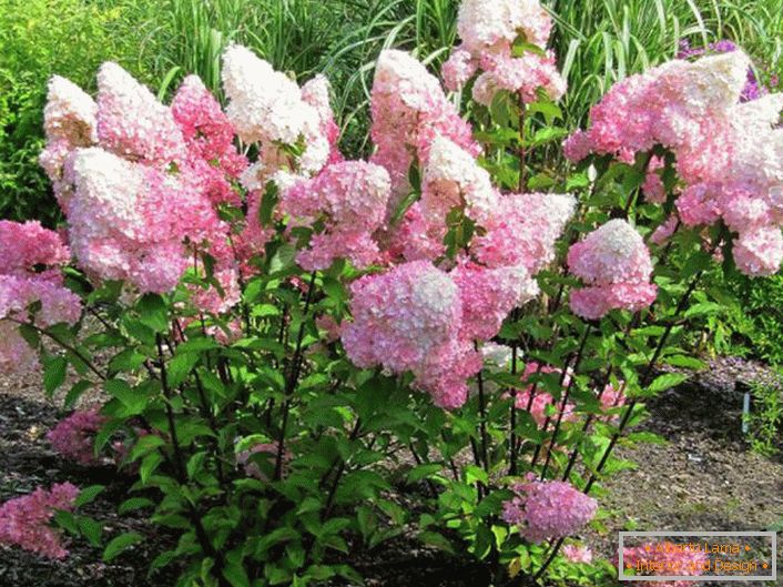 Poletni prebivalci cenijo hortenzije za bujno cvetenje z velikimi popki.