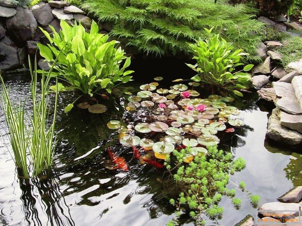 Vodne rastline v ribniku