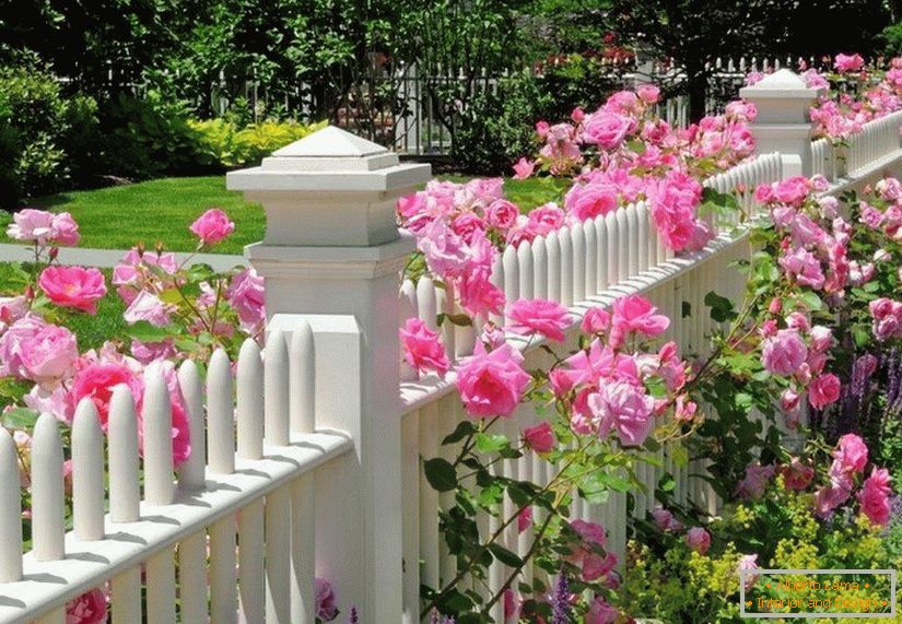 Vrtnica ob ograji