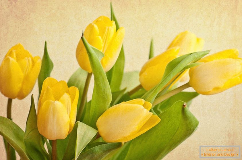Šopek rumenih tulipanov