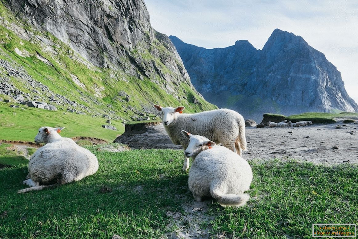 Čreda ovac v gorah na Norveškem