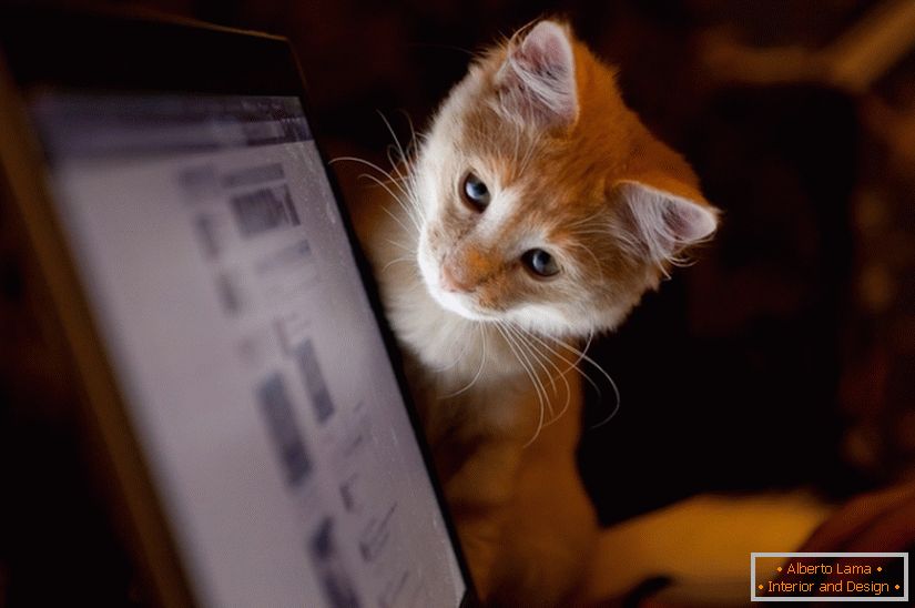 Mačka gleda na monitor