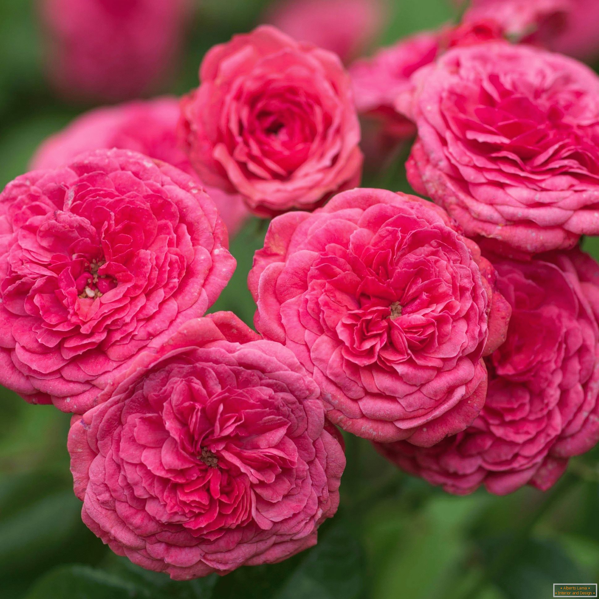 Svetle rožnate dvojne vrtnice