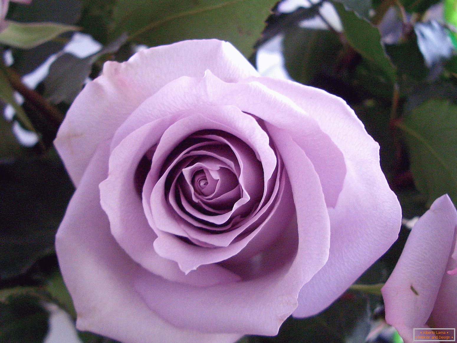 Raznolikost rose vijolične