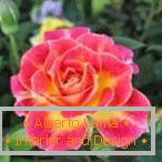 Rumeno-roza vrtnica