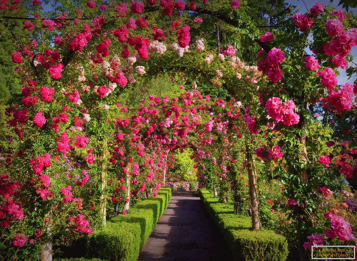 Vrtnice v navpičnem vrtu