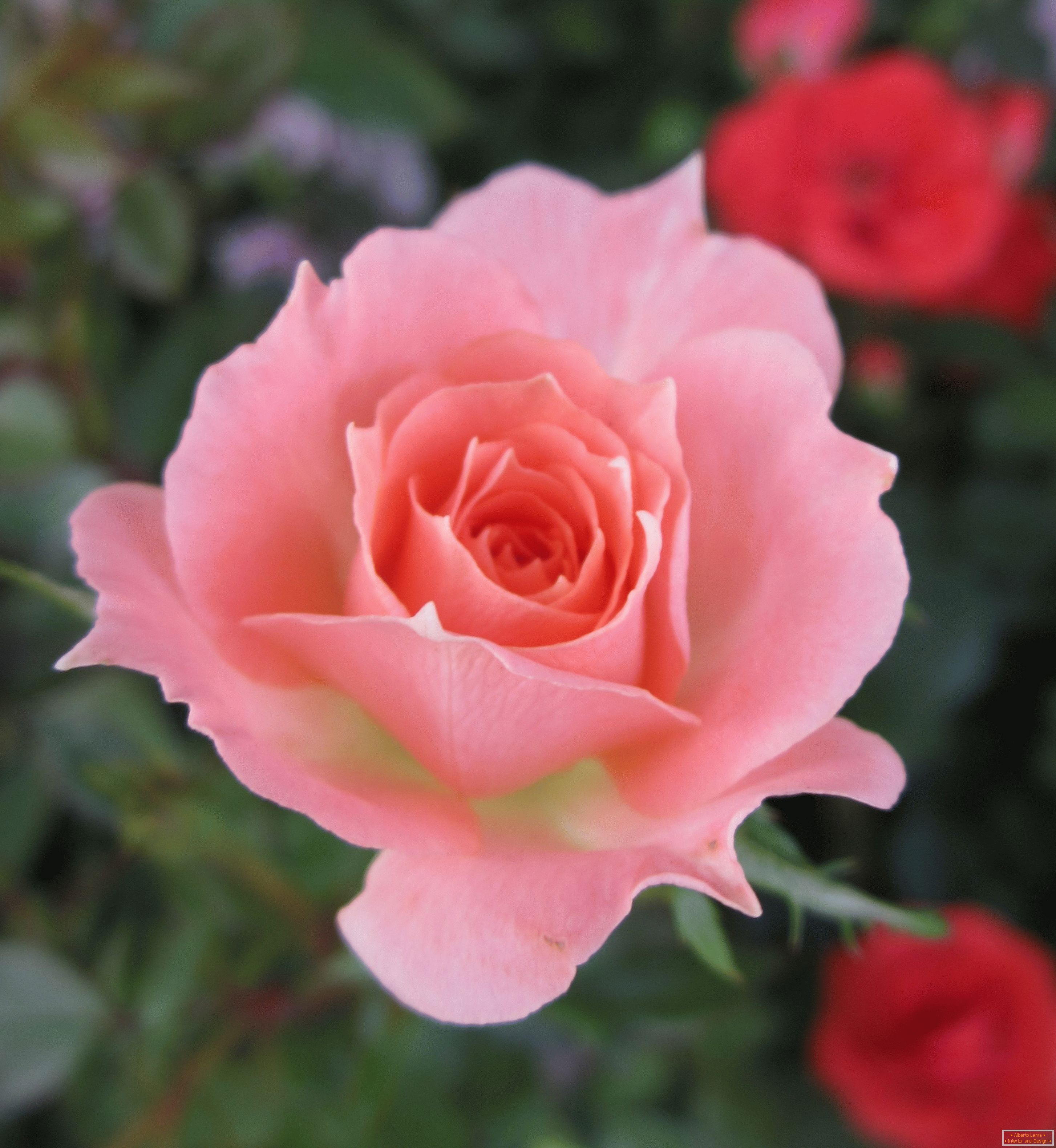 Rose roza odtenek v okolju rdečih cvetov