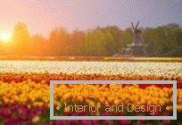 Tulipmanija ali barvita tulipanska polja na Nizozemskem
