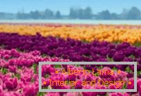 Tulipmanija ali barvita tulipanska polja na Nizozemskem