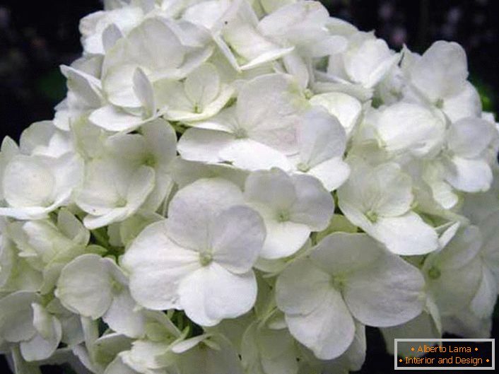 Inflorescenca snežno belih hortenzij