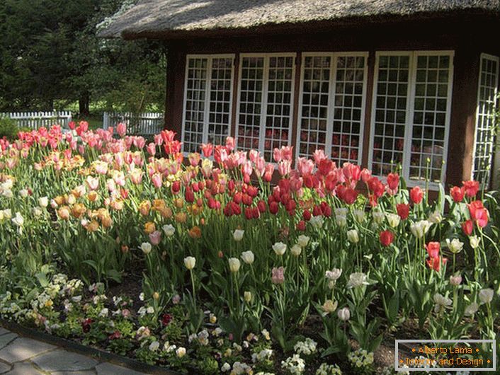 Tulipani na dvorišču hiše