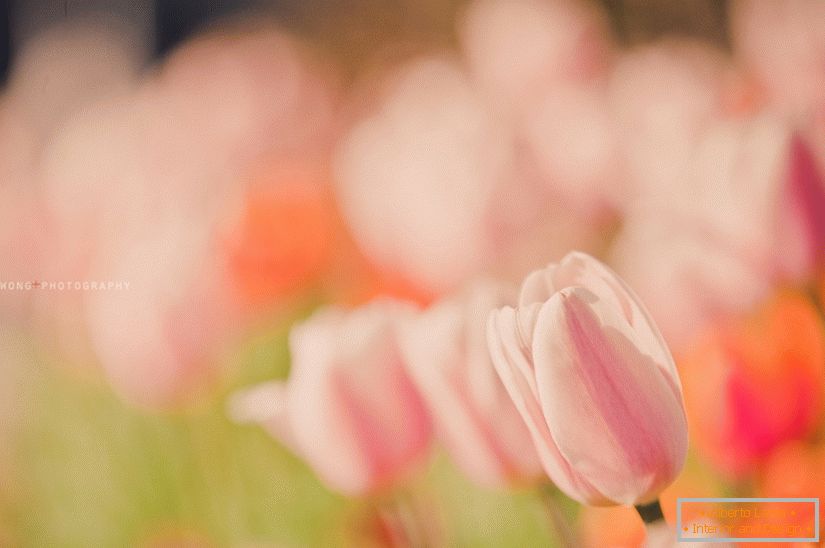 Nežna fotografija tulipanov