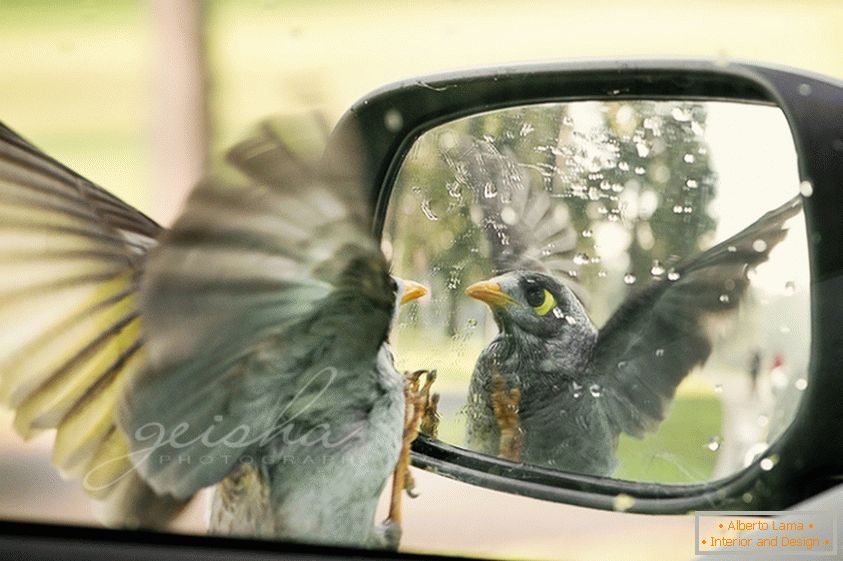 Ptica pogleda v stransko ogledalo avtomobila