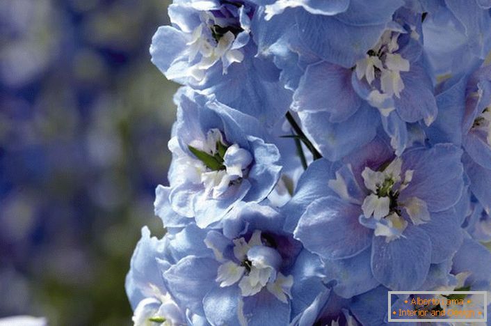 Modri ​​in beli popki Delphinium
