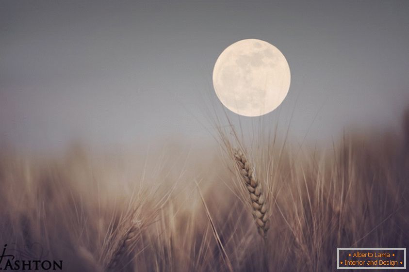 Moon v ozadju pšenice