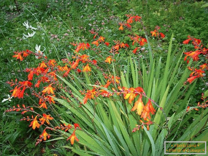Japonski gladiolus zahteva polivanje enkrat tedensko v času vegetacije in gladko rahljanje tal.