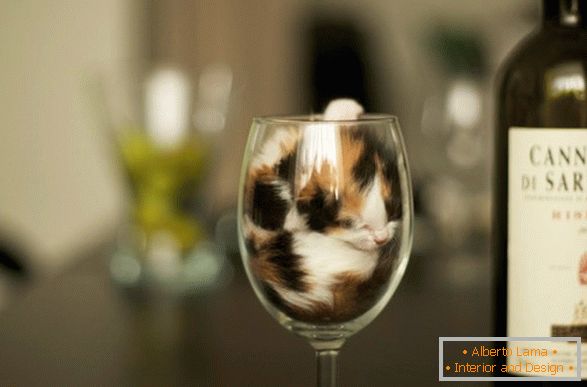 Maček v kozarcu vina