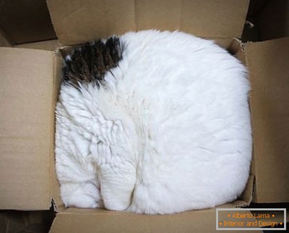 Mačka v kartonasti škatli
