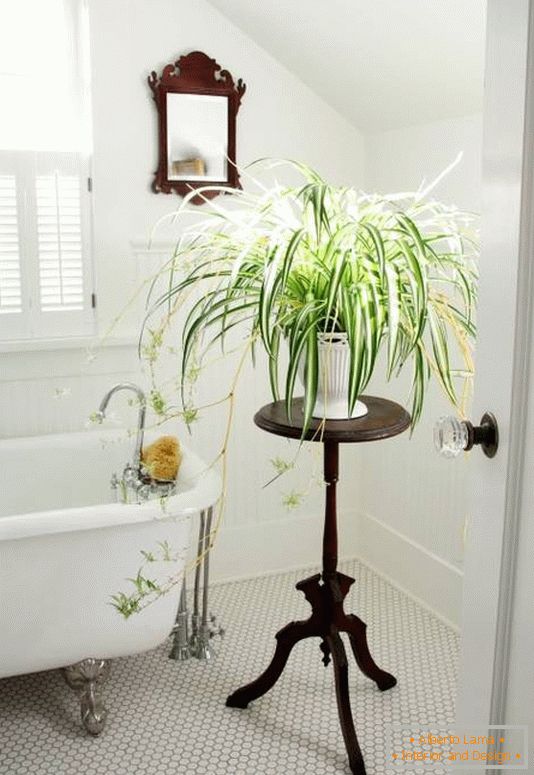Okrasitev kopalnice z notranjimi rastlinami
