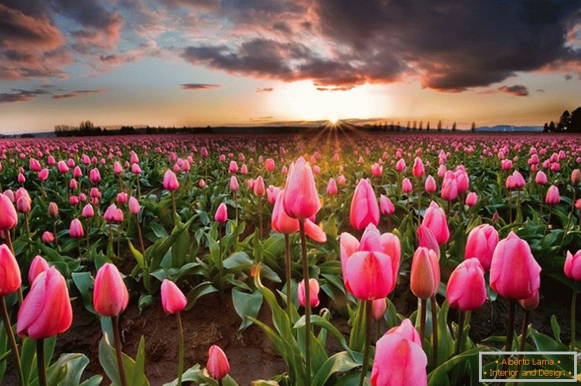 Pomladanska cvetlična polja na Nizozemskem