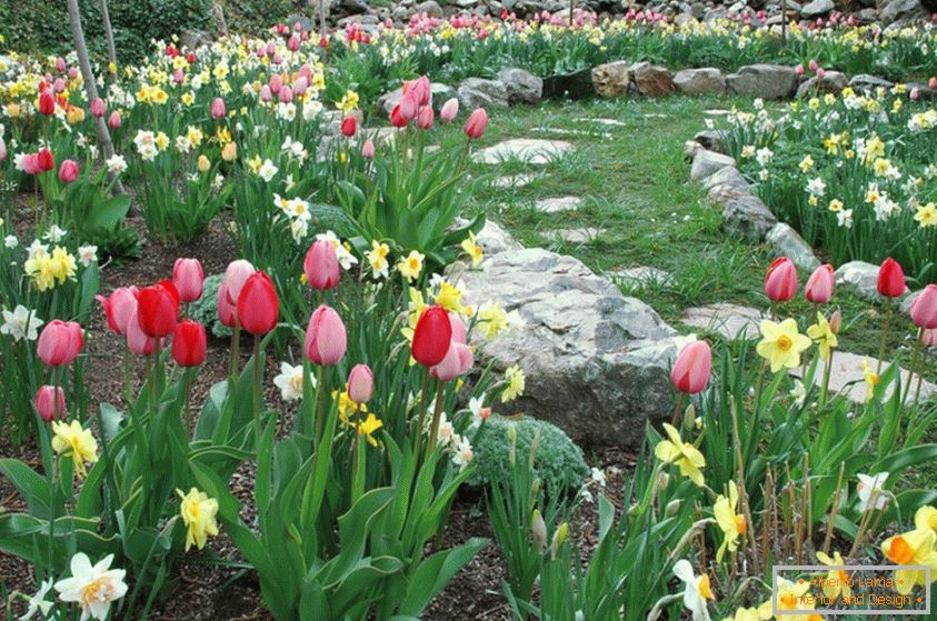 Narcise in tulipani