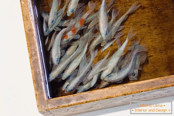Neobičajne podobe rib iz umetnika Riusuke Fakeori