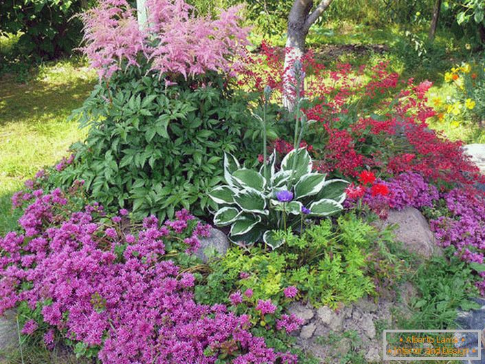 Astilba japonski in kitajski: sorte in značilnosti oskrbe