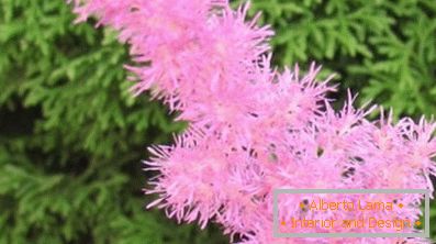 Astilba japonski in kitajski: sorte in značilnosti oskrbe