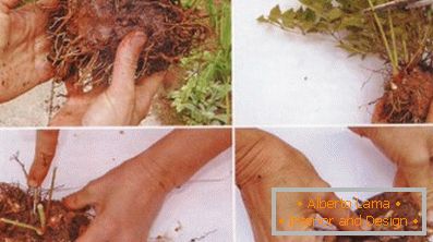 Astilba japonski in kitajski: sorte in značilnosti oskrbe