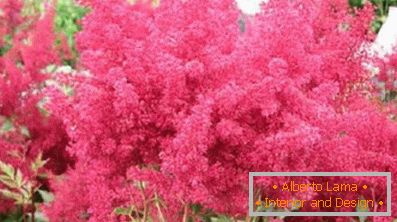 Astilba japonski in kitajski: sorte in značilnosti oskrbe