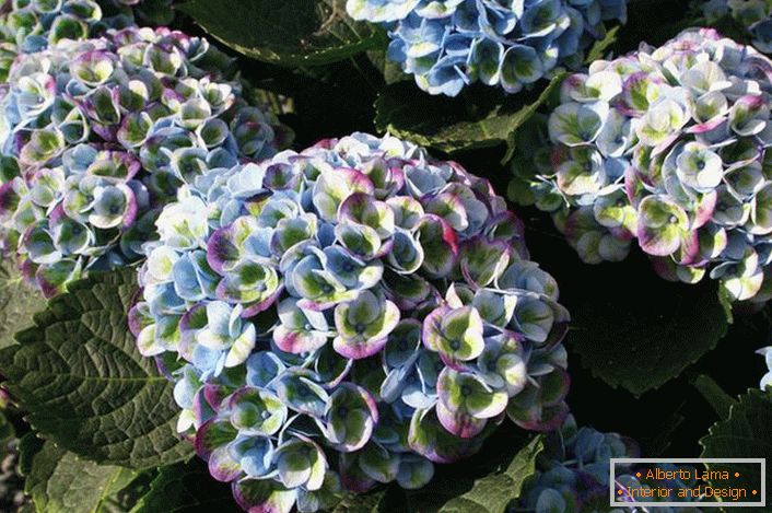 Hortensia z večbarvnimi popki je zanimiva možnost za okrasitev vrtnega zemljišča.