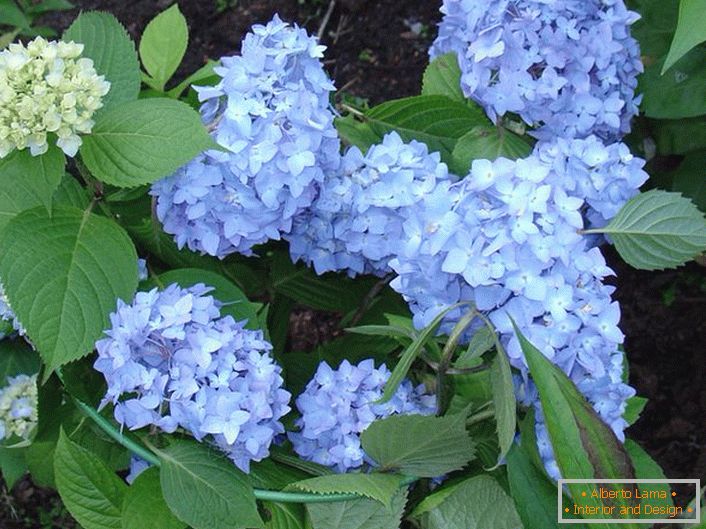 Hortensia velika sorta listov